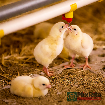 Tavukçuluk Broiler Yumurta Kanatlı Besicilik