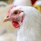 Tavukçuluk Broiler Yumurta Kanatlı Besicilik